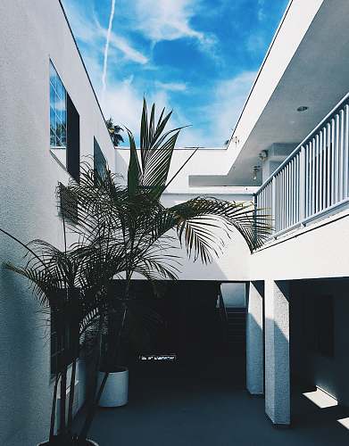marina del rey palm tree near concrete wall jar